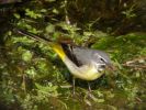 Grey Wagtail.jpg