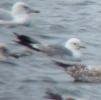 Kirkby_Gulls_Mew_Gull.jpg