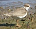 Filename=Little_Plover_juvenile_1.jpg
Filesize=75KiB
Dimensions=700x553
Date added=Sep 21, 2006 Little_Plover_juvenile_1.jpg