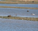 Pec_Sand.jpg