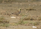 Shore_Lark_1.jpg