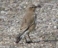 Filename=Wheatear2.jpg
Filesize=84KiB
Dimensions=700x582
Date added=Sep 24, 2006 Wheatear2.jpg