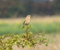 Whinchat.jpg