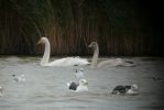 Whooper_Swans.jpg