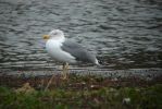 Yellow-legged_Gull.jpg