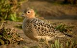 BUFF-BREASTED-SANDPIPER-1.jpg