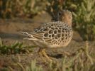 BUFF-BREASTED-SANDPIPER-10.jpg