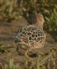 BUFF-BREASTED-SANDPIPER-11.jpg