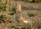 BUFF-BREASTED-SANDPIPER-12.jpg