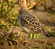 BUFF-BREASTED-SANDPIPER-2.jpg