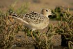 BUFF-BREASTED-SANDPIPER-5.jpg