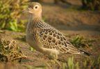 BUFF-BREASTED-SANDPIPER-6.jpg