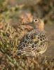 BUFF-BREASTED-SANDPIPER-9.jpg