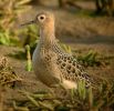 BUFF-BREASTED_SANDPIPER_7.jpg