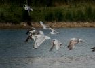Filename=CASPIAN-GULL.jpg
Filesize=83KiB
Dimensions=700x499
Date added=Jul 21, 2006 CASPIAN-GULL.jpg