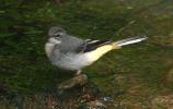 GREY-WAGTAIL-JUV.jpg