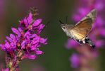 Filename=HUMMINGBIRD-HAWKMOTH.jpg
Filesize=120KiB
Dimensions=599x400
Date added=Sep 10, 2006 HUMMINGBIRD-HAWKMOTH.jpg