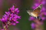 HUMMINGBIRD-HAWKMOTH.jpg