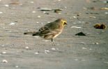 Filename=SHORELARK-1.jpg
Filesize=66KiB
Dimensions=700x451
Date added=Oct 21, 2006 SHORELARK-1.jpg