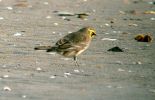 SHORELARK-1.jpg