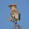 Filename=waxwing_20_2_05_3.jpg
Filesize=33KiB
Dimensions=400x400
Date added=Feb 22, 2005 waxwing_20_2_05_3.jpg