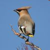 waxwing_20_2_05_3.jpg