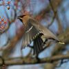 Filename=waxwing_20_2_05_9.jpg
Filesize=40KiB
Dimensions=400x400
Date added=Feb 21, 2005 waxwing_20_2_05_9.jpg