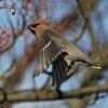 waxwing_20_2_05_9.jpg