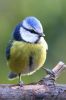 Blue_Tit3.jpg