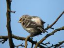 Redpoll_Sp2R.jpg