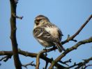 Filename=Redpoll_Sp3R.jpg
Filesize=112KiB
Dimensions=650x492
Date added=Mar 21, 2010 Redpoll_Sp3R.jpg