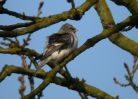 Filename=Redpoll_Sp4R.jpg
Filesize=121KiB
Dimensions=650x469
Date added=Mar 21, 2010 Redpoll_Sp4R.jpg