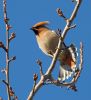 Waxwing3_Normanby_Rd_03.jpg