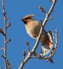 Filename=Waxwing3_Normanby_Rd_03.jpg
Filesize=117KiB
Dimensions=274x300
Date added=Feb 03, 2007 Waxwing3_Normanby_Rd_03.jpg