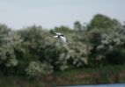 Filename=White_Winged_Black_Tern3.jpg
Filesize=25KiB
Dimensions=700x490
Date added=May 23, 2006 White_Winged_Black_Tern3.jpg