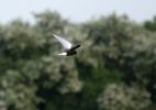 Filename=White_Winged_Black_Tern4.jpg
Filesize=27KiB
Dimensions=700x491
Date added=May 23, 2006 White_Winged_Black_Tern4.jpg