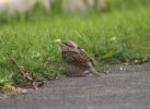 Wryneck_Alkborough.jpg