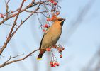 waxwing5.jpg