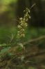 Filename=E-purpurata.jpg
Filesize=23KiB
Dimensions=400x600
Date added=Aug 09, 2006 E-purpurata.jpg