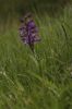 Filename=GWOweb.jpg
Filesize=66KiB
Dimensions=400x600
Date added=May 01, 2006 GWOweb.jpg