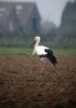 Picture-stork.jpg