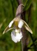 Filename=picture-helleborine.jpg
Filesize=12KiB
Dimensions=441x600
Date added=Jul 04, 2005 picture-helleborine.jpg