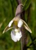 picture-helleborine.jpg