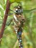 Dscn4510.jpg