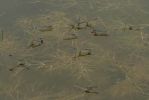 Filename=sred1.jpg
Filesize=33KiB
Dimensions=700x467
Date added=Jul 11, 2009 sred1.jpg
