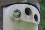 Filename=Tree Sparrow Fledge.JPG
Filesize=21KiB
Dimensions=600x397
Date added=Jul 04, 2005 Tree Sparrow Fledge.JPG