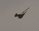 Filename=Falcon_sp1.jpg
Filesize=24KiB
Dimensions=500x400
Date added=Aug 28, 2006 Falcon_sp1.jpg