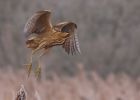 Filename=bittern-boutham-mere-web.jpg
Filesize=122KiB
Dimensions=650x463
Date added=Feb 19, 2008 bittern-boutham-mere-web.jpg