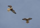 Filename=peregrine-web1.jpg
Filesize=119KiB
Dimensions=700x495
Date added=Jul 04, 2007 peregrine-web1.jpg