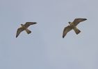 Filename=peregrine6-web.jpg
Filesize=112KiB
Dimensions=700x493
Date added=Jul 04, 2007 peregrine6-web.jpg